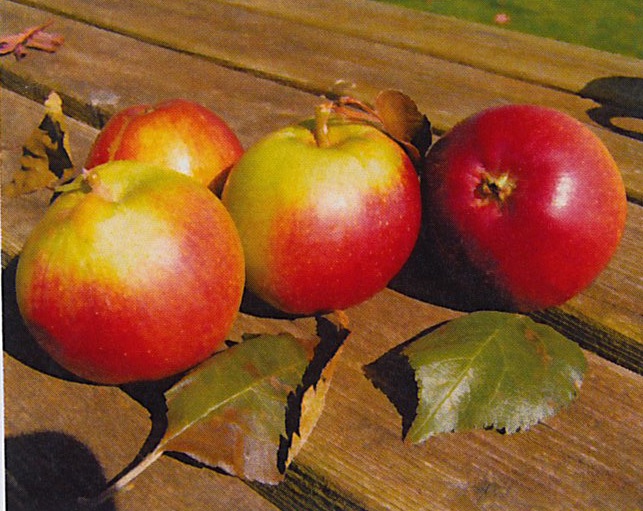 21st Century Cider apple, ripening late September – early October