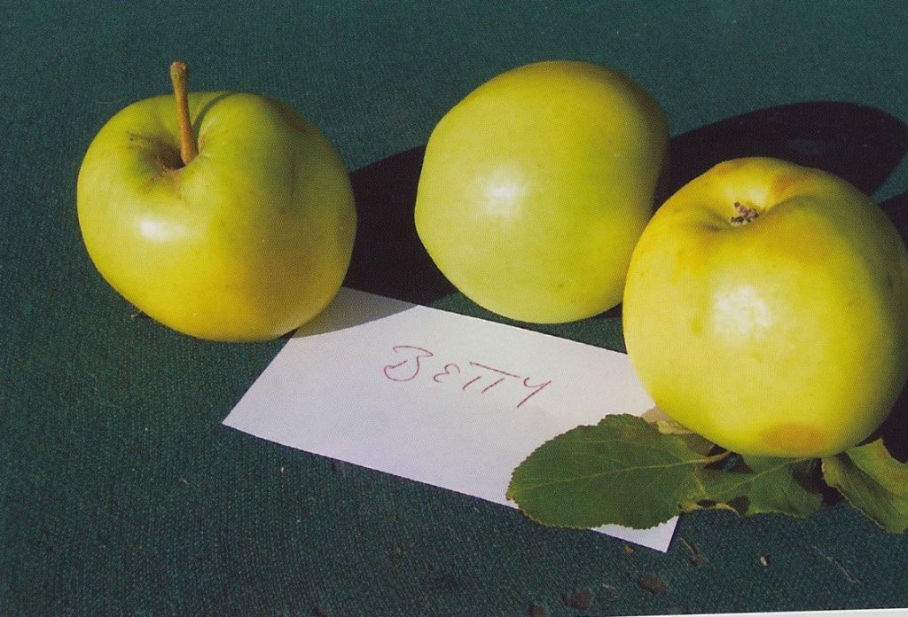 21st Century Cider apple, ripening mid - late September