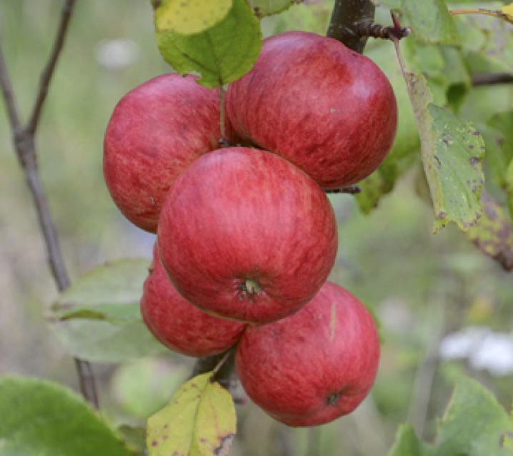 Brown’s Apple