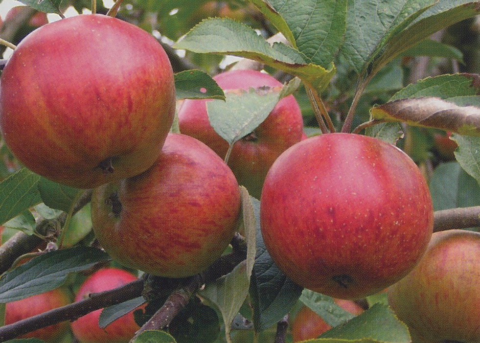 Probably the most popular and highly esteemed cider apple. Ripe in early November