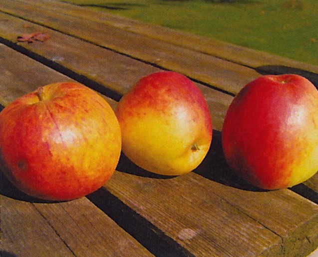21st Century Cider apple, ripening mid September