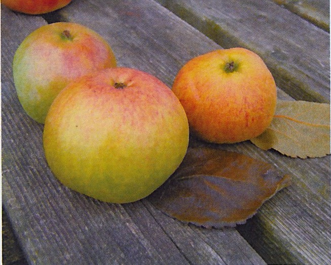 Helen’s Apple