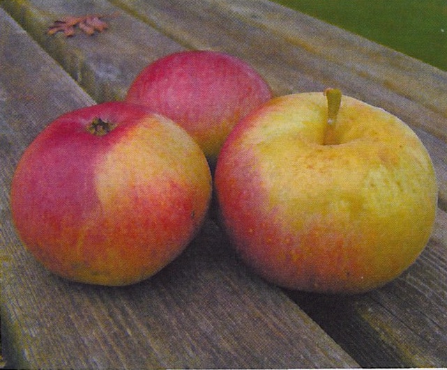 21st Century Cider apple, ripening late September