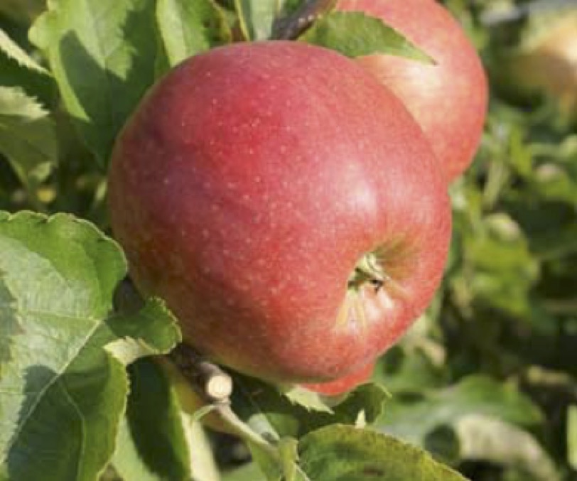 The latest of the Dessert/Cider apples, maturing in October/November