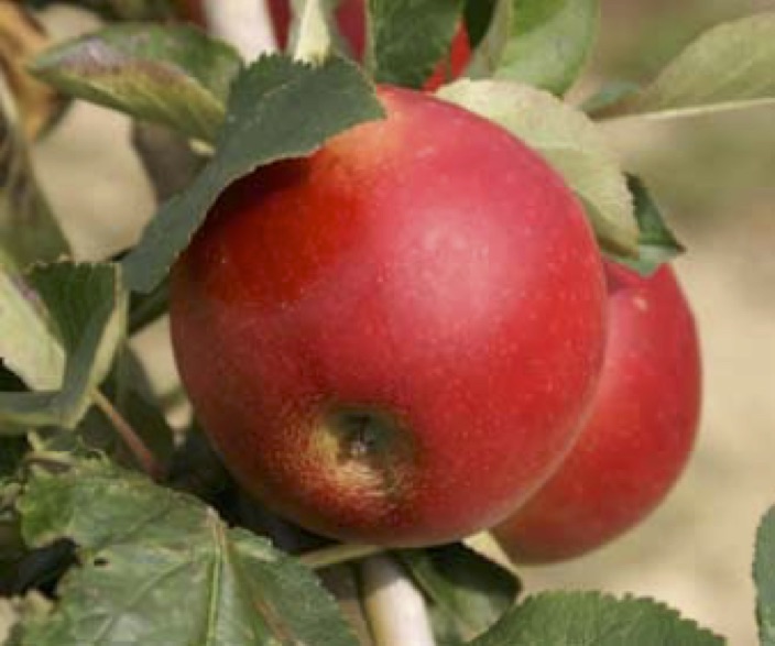 A more highly coloured sport of James Grieve found 1922 in the orchards of W P Seabrook. Usually ripe in mid September