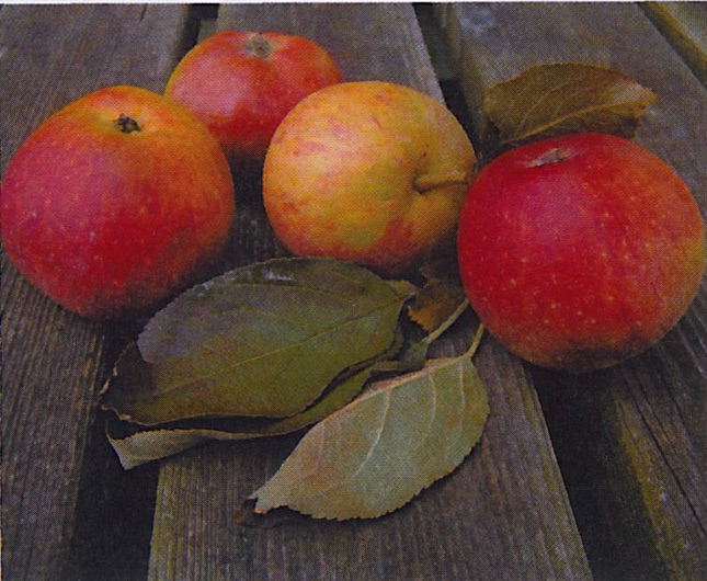 21st Century Cider apple, ripening mid-September