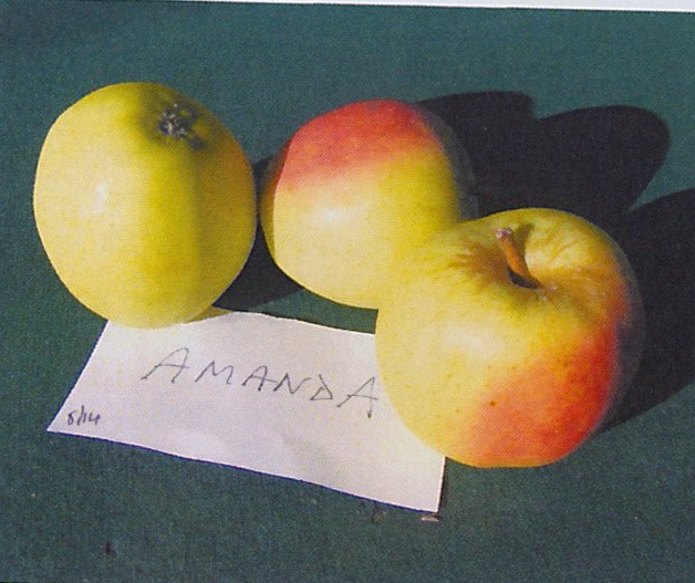 21st Century Cider apple, ripening mid to late September