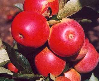 Probably the earliest of the cider apples, being ripe in early September. It is used in single variety ciders.